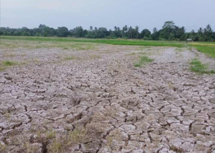 Ribuan Hektare Lahan Sawah di Rantau Panjang Ogan Ilir Alami Kekeringan, Petani Menjerit Bakal Gagal Panen