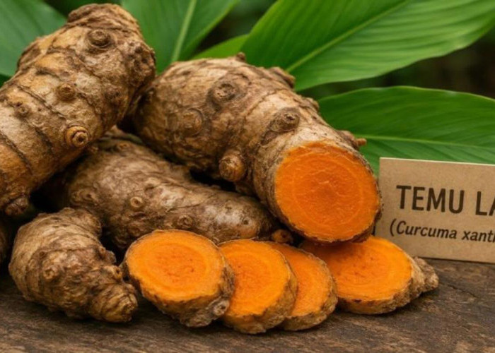 5 Manfaat Temulawak bagi Kesehatan, Tanaman Herbal yang Banyak Digunakan Masyarakat