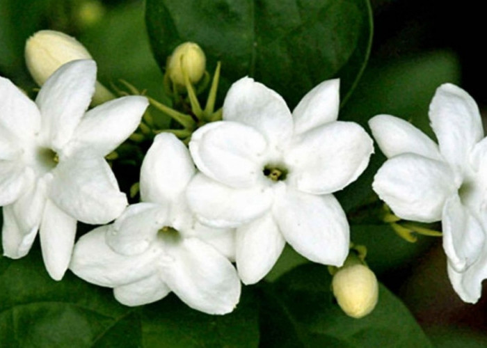 Ruangan Wangi Semerbak Di Hari Raya, Tempatkan 5 Tanaman Hias Beraroma Wangi Ini