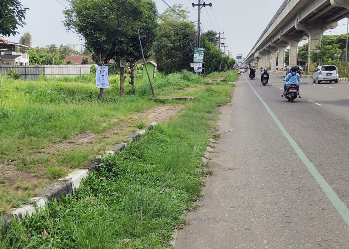 Pedestrian di Jakabaring Ditumbuhi Rumput Liar hingga Membuat Pejalan Kaki Tak Nyaman dan Aman
