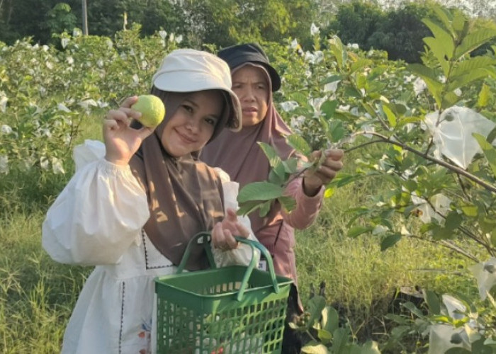 Hidden Gem Agrowisata di PALI, Petik Jambu Kristal Langsung dari Pohonnya Cuma Rp15 Ribu perkilo