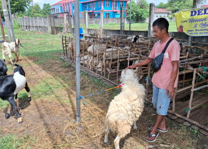 Pedagang Hewan Kurban di Ogan Ilir Semringah, Orderan Meningkat Jelang Hari Raya Idul Adha 1446 Hijriah