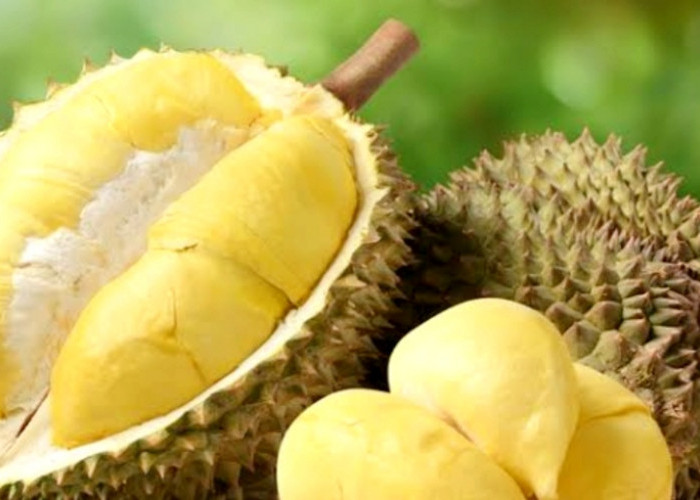 Suka Makan Durian? Berikut 8 Manfaatnya untuk Kesehatan Tubuh