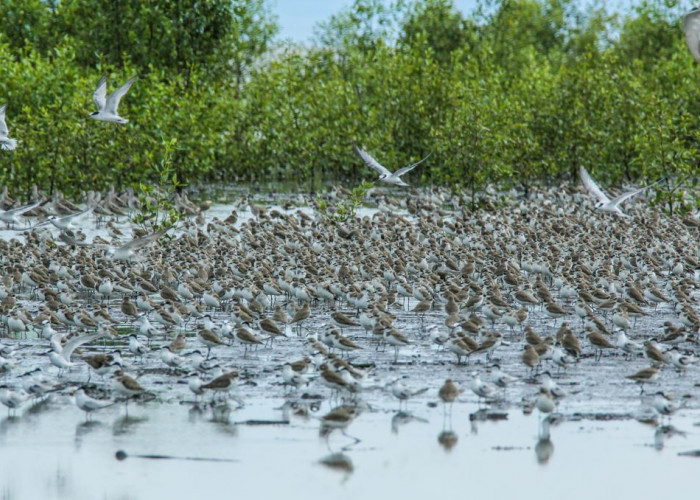 Wow...Ratusan Jenis Burung dari Seluruh Dunia Berkumpul di Taman Nasional Sembilang Desa Sungsang Banyuasin