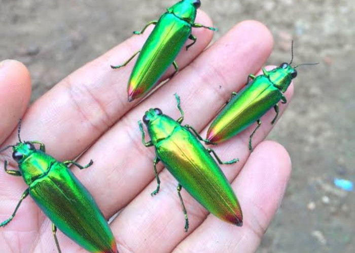 Mustika Susuk dari Kumbang Cantik Samber Lilin, Bikin Pujaan Hati Langsung Terpikat, Ini Cara Pemakaiannya