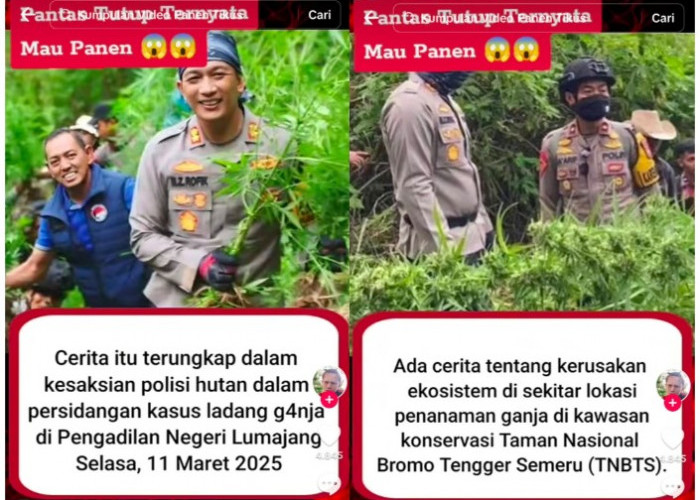 Heboh! Ladang Ganja Skala Besar Ditemukan di Kawasan Konservasi TNBTS, Indonesia Makin Darurat Narkoba