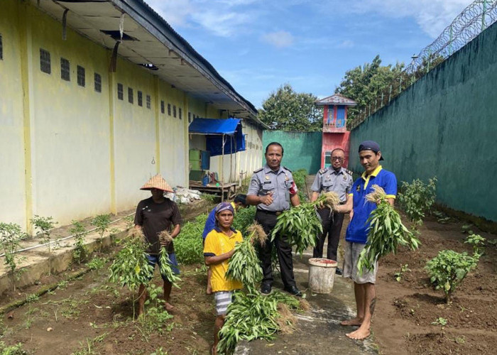 Panen Sayur Kangkung di Lapas Narkotika Muara Beliti, Bukti Pembinaan Kemandirian Warga Binaan