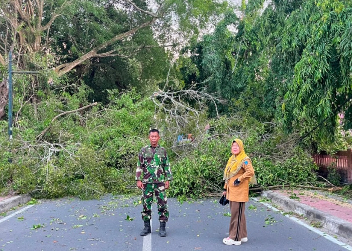 Angin Kencang Tumbangkan Pohon Besar di Dekat SMPN 1 Kayuagung hingga Tutupi Jalan