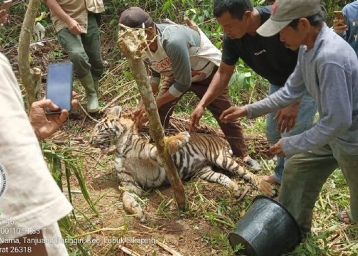 MIRIS! Terjerat Kepala dan Kaki Harimau Sumatera Mati, Jenis Kelamin Betina, Gagal Napas