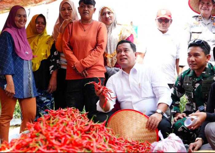 Bupati Askolani Panen Cabai 4 Ton, Memperluas Kejayaan Pangan di Kabupaten Banyuasin