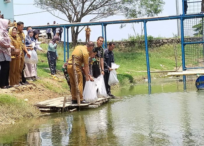 Dinas Perikanan Ogan Ilir Restocking 1,2 Juta Bibit Ikan untuk Ditebar ke Sungai-Sungai, Terbesar di Indonesia