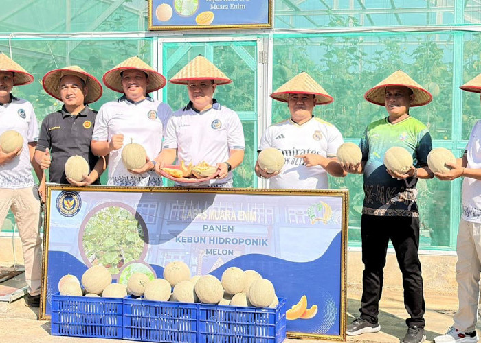 Wujudkan Ketahanan Pangan, Lapas Kelas IIB Muara Enim Panen 214 Kg Melon Belanda
