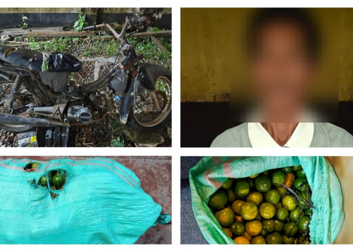 Curi 150 Kg Jeruk untuk Makan Sehari-Hari, Pria 37 Tahun di Tebing Gerinting Digelandang ke Polsek Indralaya