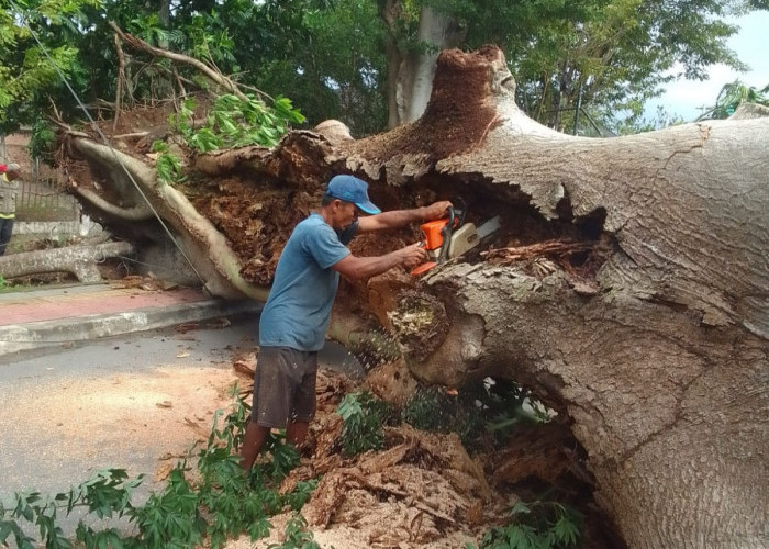 Petugas DLH OKI Lakukan Pemotongan Pohon Kapuk Tumbang di Depan Kantor Kelurahan Sidakersa Kayuagung