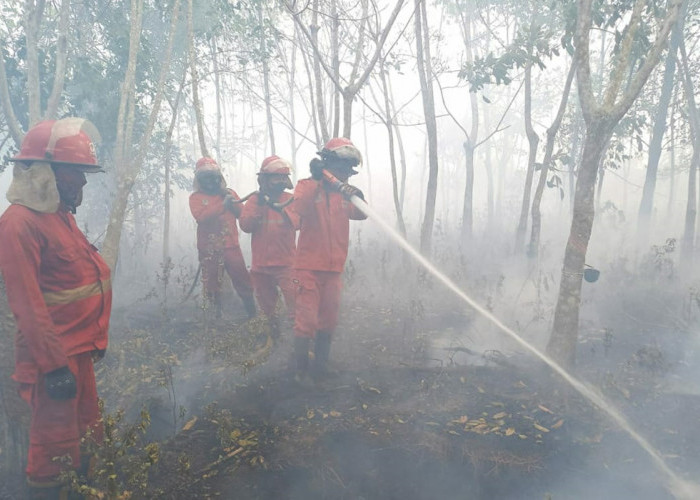 WAW! Kebakaran Hutan dan Lahan di Ruas Tol Kayuagung-Palembang Kembali Terjadi, Segini Luas yang Terbakar