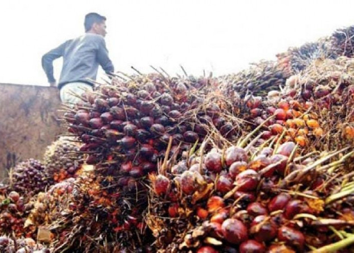 Harga Kelapa Sawit di Sumatera Selatan Periode Kedua Januari 2023 Kembali Turun