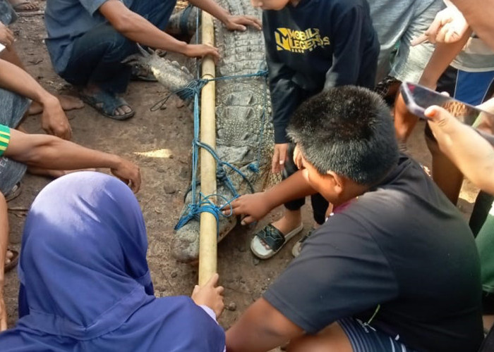 Hewan Ternak Sering Dimangsa, Buaya 3,5 Meter yang Resahkan Warga Akhirnya Ditangkap 