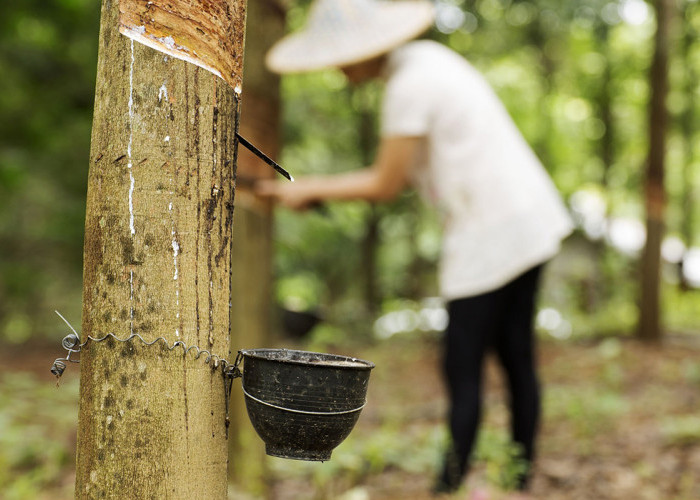 Harga Turun, Petani Karet di Ogan Ilir Tak Bergairah