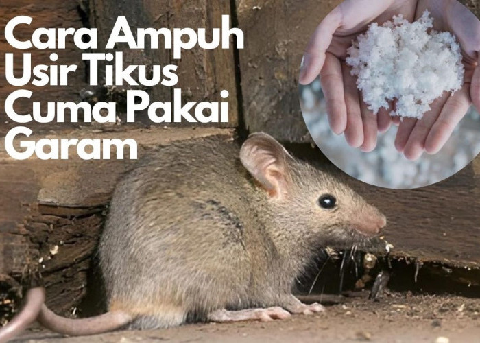 Begini Cara Ampuh Usir Tikus Cuma Pakai Garam, Gak Perlu Beli Racun