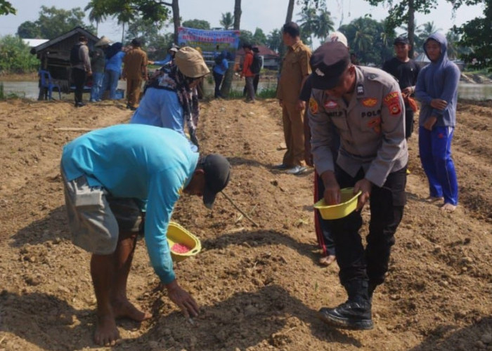 Polsek Pemulutan Ogan Ilir Dukung Ketahanan Pangan Lewat Penanaman Jagung di Desa Teluk Kecapi