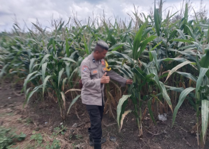 Musim Kemarau Tanaman Jagung di OKI Terancam Panen tidak Maksimal 