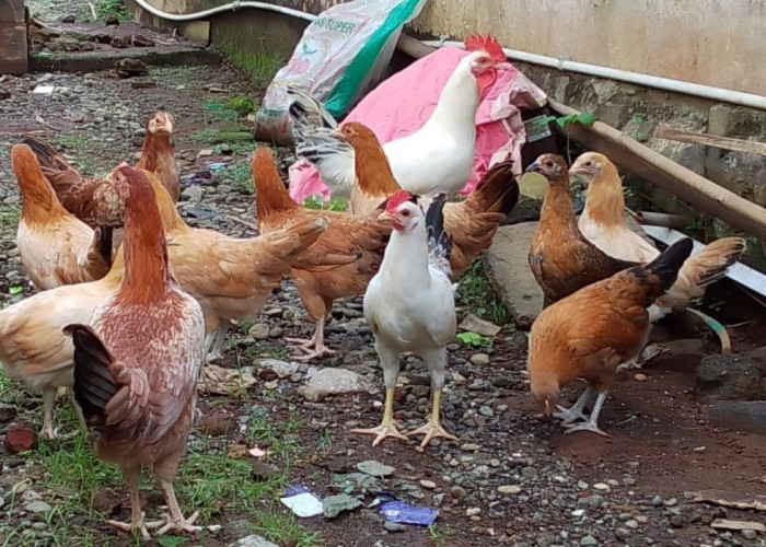 Cara Ternak Ayam Elba agar Cepat Bertelur, Panduan Buat Peternak Pemula!