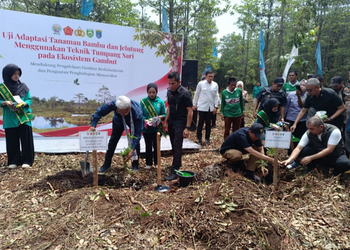 Tanaman Bambu dan Jelutung Ditanam BPGMN di Bonn Chalenge Kayuagung