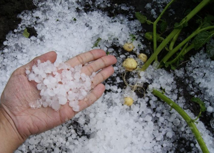 Hujan Es Disertai Angin Kencang Melanda Buay Runjung OKU Selatan, Rumah dan Kebun Warga Rusak