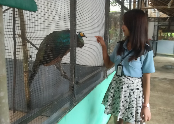 Libur Akhir Tahun Pengunjung Meningkat 10 Persen, Sensasi Swafoto Berbagai Jenis Hewan di Palembang Bird Park 