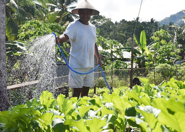 Tips Menyiram Tanaman yang Tepat Agar Tumbuh Subur, Hindari Kesalahan Berikut Ini 