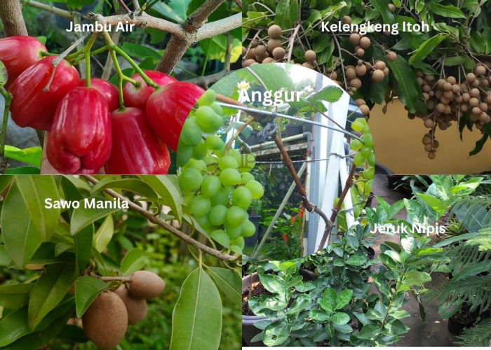 5 Rekomendasi Tanaman Buah Cocok Ditanam Dalam Pot dan Menghasilkan