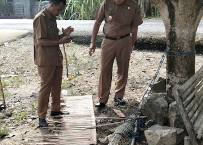 Buaya Liar Tangkapan Warga Air Itam Jejawi OKI Berhasil Dievakuasi