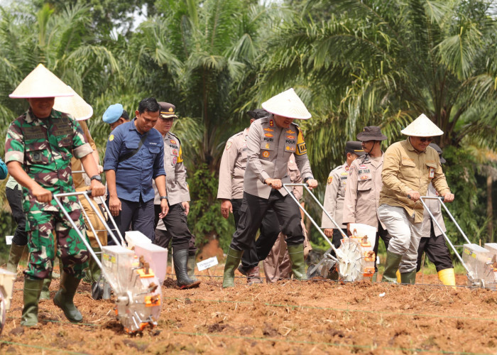  Hidupkan Kembali Lahan Tidur, Ratusan Hektare Lahan di Bumi Sedulang Setudung Akan Ditanami Jagung