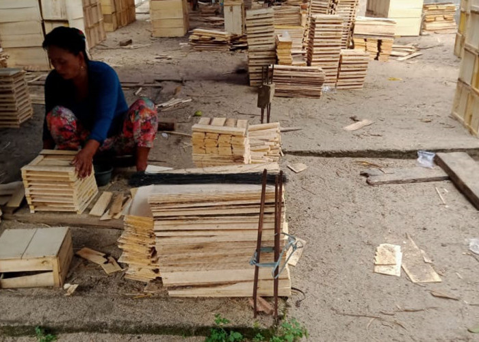 Emak-Emak Desa Tanjung Serang Manfaatkan Musim Panen Duku, Buat Kotak untuk Pasar Luar Daerah