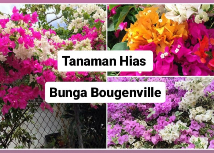 Tanaman Hias Bougenville, Ciptakan Keindahan dengan Bunga yang Berwarna-warni 