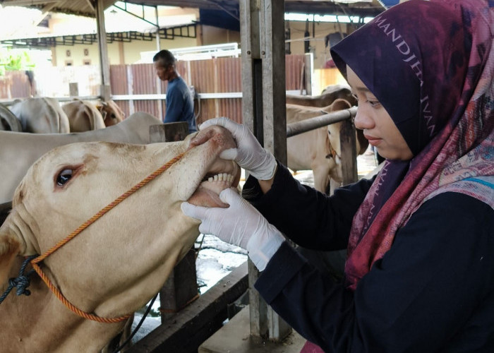 Dijual Pedagang, Hewan Kurban di Kayuagung Mulai Diperiksa Tim Disbunak