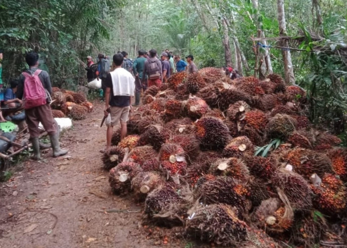 Wajib Tahu! Inilah Perkebunan PT Mitra Ogan: Sejarah, Perizinan, dan Kontribusinya bagi Daerah di Sumsel 