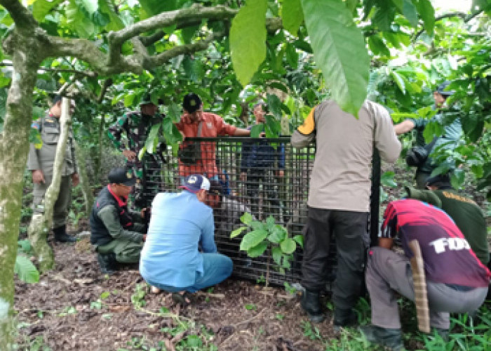 Tangkap Beruang Madu, BKSDA Lahat Pasang Box Trap di Dusun Sukarami