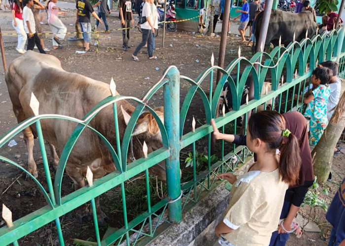 Ramai Bocah Antusias Menyaksikan Hewan Kurban di Masjid Agung, Sementara Terdata 10 Sapi 7 Kambing 