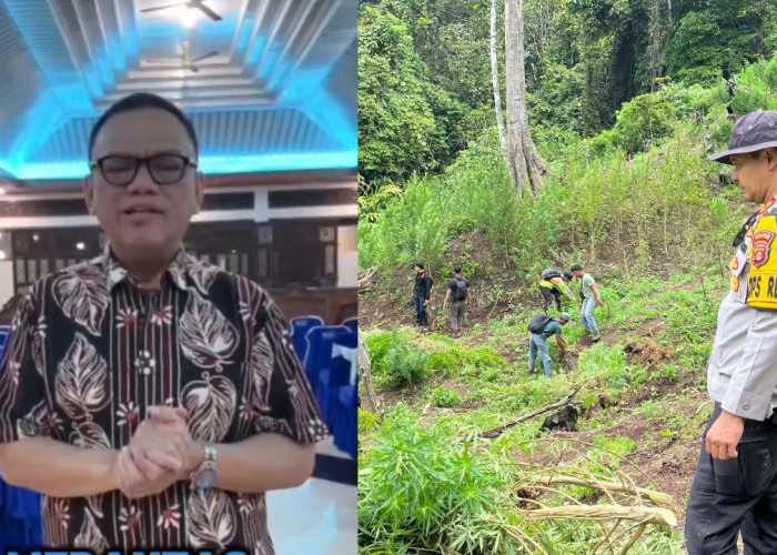 Bupati Empat Lawang H Joncik Apresiasi Polres Empat Lawang, Ladang Ganja di Muara Pinang Berhasil Dibongkar