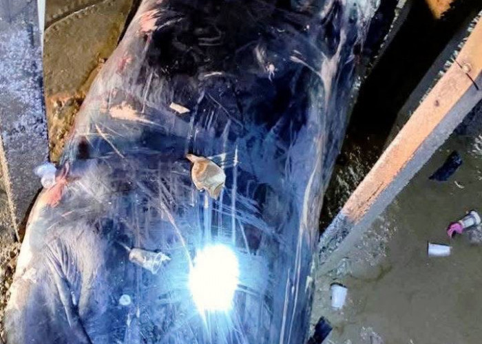 Ikan Paus Biru Terdampar di Kampung Nelayan Sungsang