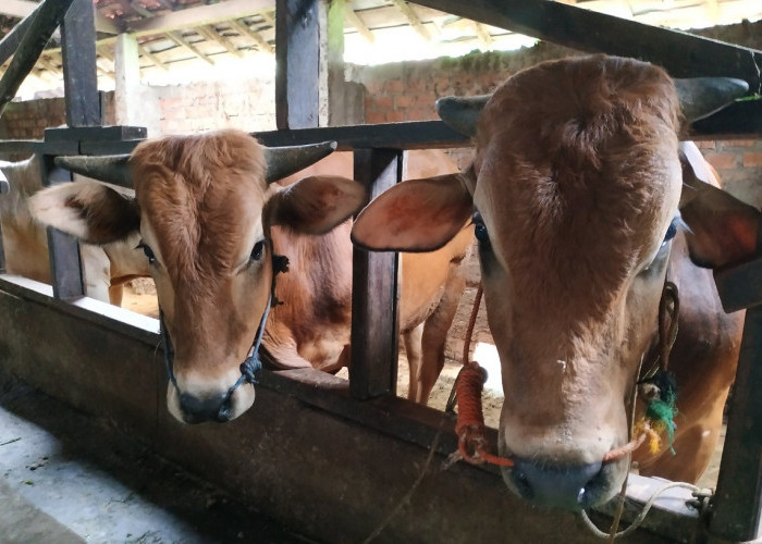 Berikut Daftar Harga Hewan Kurban Kambing dan Sapi di Palembang Jelang Idul Adha 1447 Hijriah