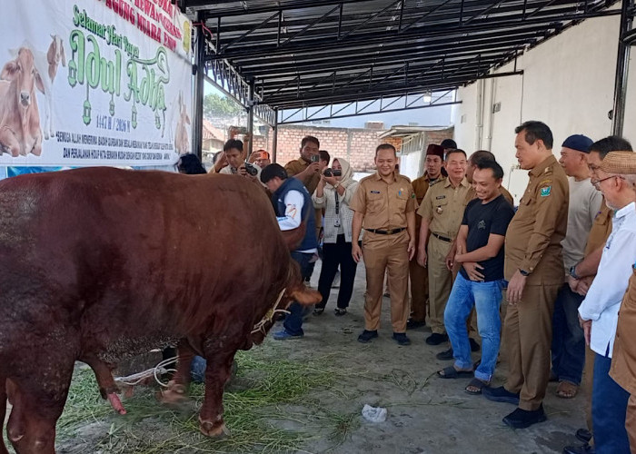 Pemkab Muara Enim Salurkan 17 Sapi Kurban, Termasuk Bantuan Presiden
