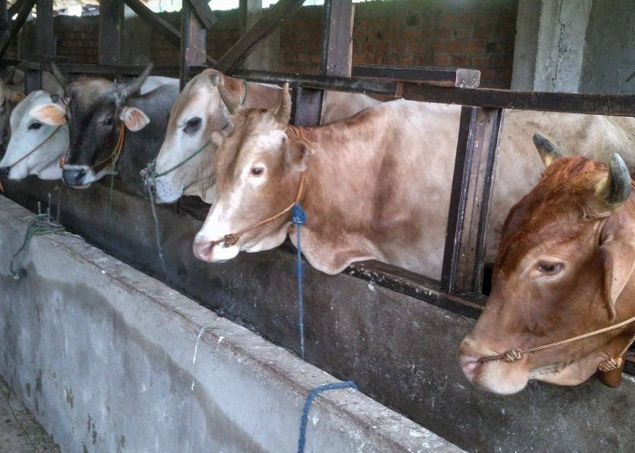 Hukum Arisan Hewan Kurban Menurut Syariat Islam: Cara Menabung Kurban Paling Populer di Masyarakat 