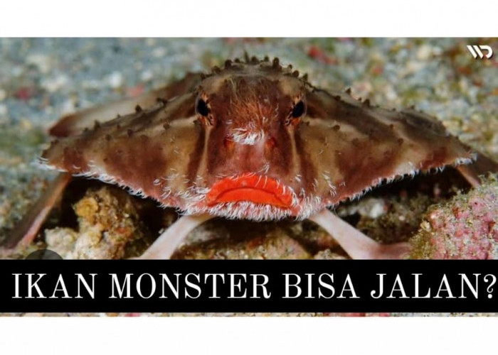 Ikan Monster Bisa Jalan, Bikin Heboh dan Viral, Pemancing di Probolinggo Lari Ketakutan