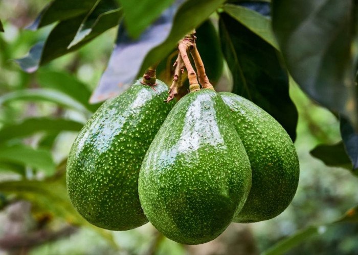 Cara Pemupukan Pohon Alpukat agar Cepat Berbuah Lebat