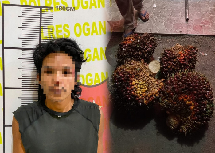 Seorang Pria di Muara Kumbang Kandis Diamankan Resmob Polres Ogan Ilir, Usai Kedapatan Curi 4 Tandan Sawit