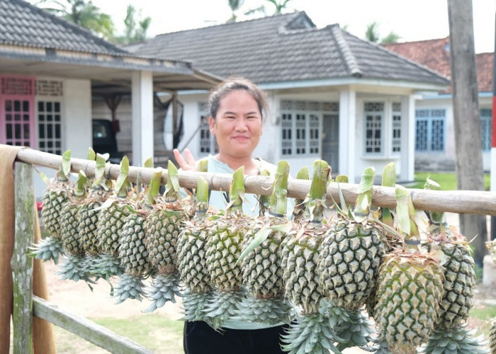 Nanas Bikang dan Teh Tayu Jebus Diajukan Jadi Indikasi Geografis Bangka Belitung