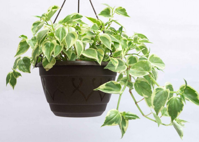 Tanaman Hias Gantung Paling Populer, Hadirkan Suasana Alami di Teras Rumah 