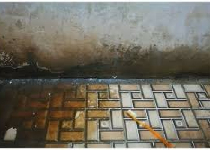 Tak Perlu Cairan Mahal, Begini Cara Membersihkan Lumut Kamar Mandi dengan Cuka dan Sabun Cuci Piring